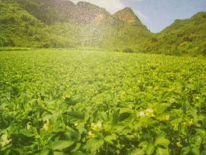 马铃薯在什么季节种植最佳？不同地区种植时间有何差异