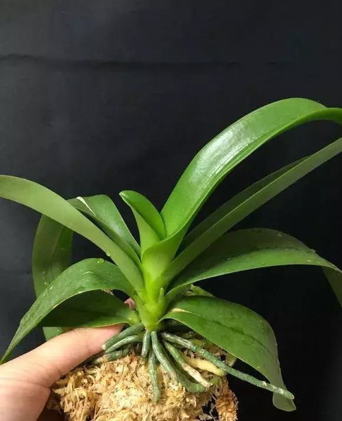 水苔种植花卉，选花种要用心哦！