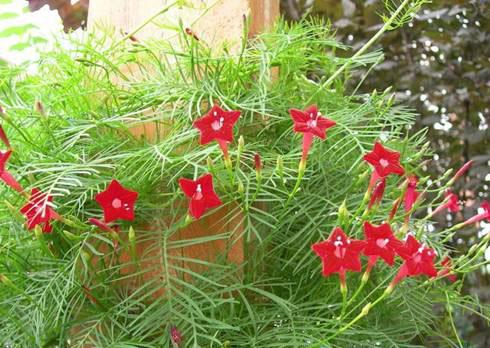 种植方法：羽叶茑萝的养殖栽培技巧