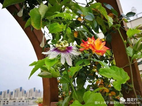 百香果， 满院子的香甜气息