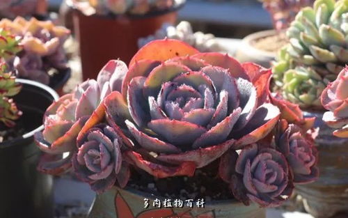 红粉台阁为何突然掉叶？