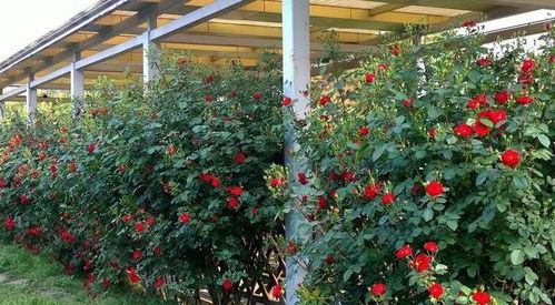 月季为什么会长出盲枝？