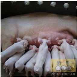 哺乳仔猪寄养常见问题有哪些？如何避免仔猪健康问题