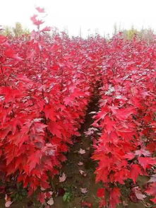 长得慢的美国红枫品种有哪些呢？