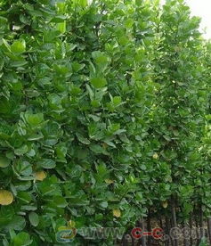 大叶黄杨绿篱的奇妙世界