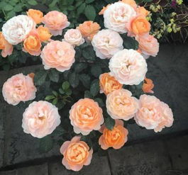 合理安排浇水， 防止根系受损