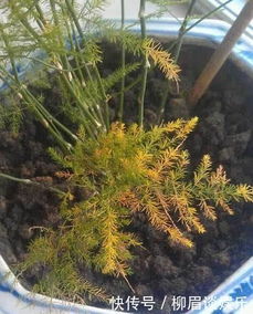 光照不足，黄叶也会来