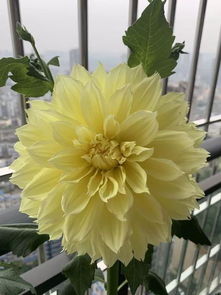 南方地区， 梗多选择