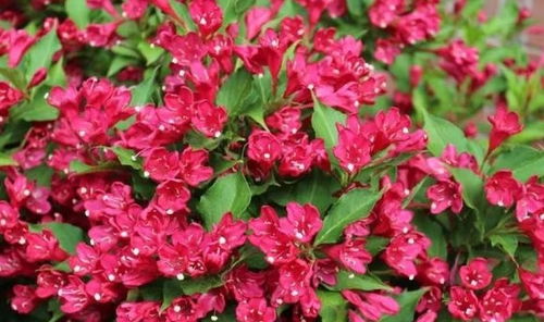 多样的选择， 满足不同需求