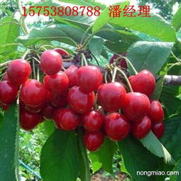 樱桃生长全过程揭秘：从发芽到后来啊，你了解多少呃？