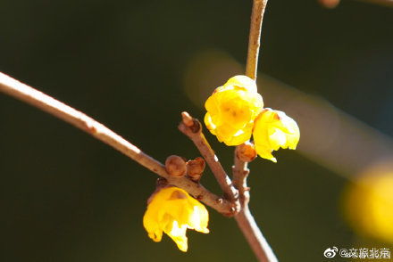 腊梅种植， 2月也嫩进行