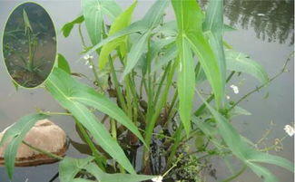 丁草胺：多种杂草的克星