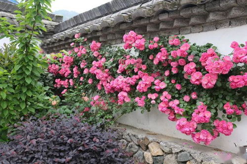 月季、 菊花、向日葵：这些花儿也hen适合大棚种植