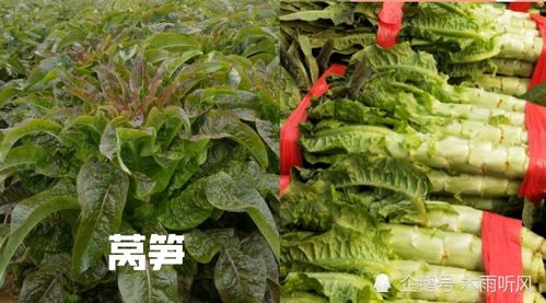 莴笋栽培技术中，如何科学施肥和管理