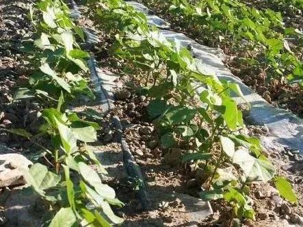 施肥技巧：薄肥勤施