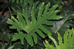 草本植物叶子巨大如何降低养护成本，提高存活率？