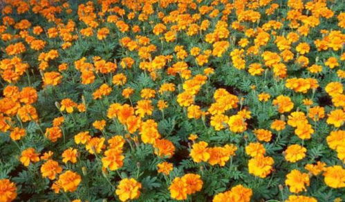 播种时间的选择