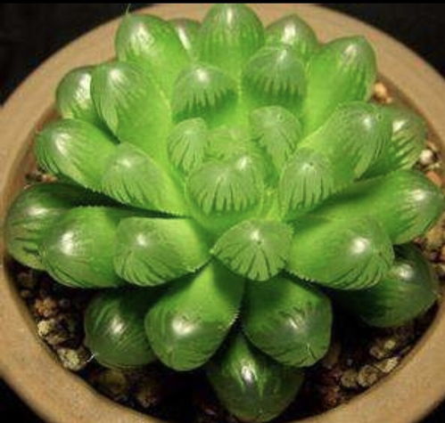 1. 玉露的取出与整理