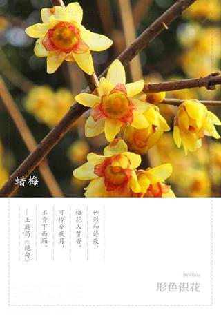 每日一花：遇见生活中的小美好