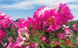 红五月月季：北方冬季抗寒与春季开花技巧全解析