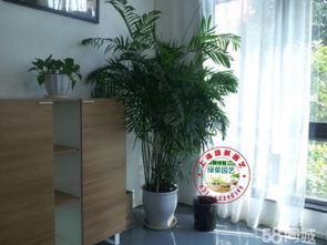 一花一世界， 一草一天堂——上海绿植租赁企业介绍