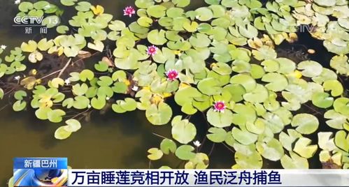 睡莲的叶子和花浮在水面上。睡莲因昼舒夜卷而被誉为“花中睡美人”。睡莲的用途甚广，可用