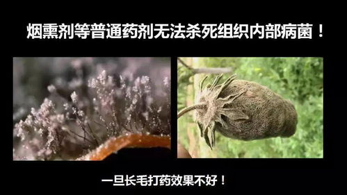 灰霉病放水后的影响：作物生长与产量的那些事儿