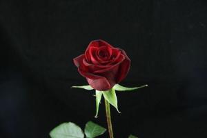 黑魔术玫瑰，神秘花语