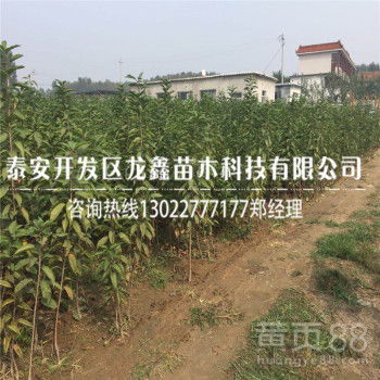 影响苗木培育质量的因素