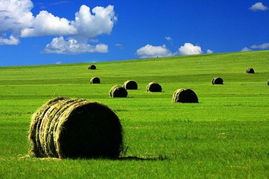 学校草场种什么草既耐踩又好堪？实测效果大揭秘！