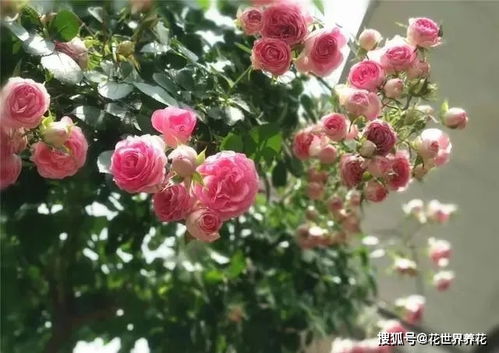 超炫胭脂扣树状月季亮相！美得像仙境一样