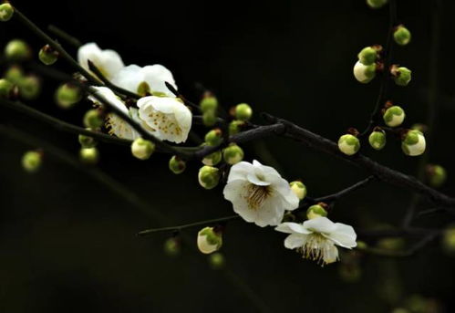 牡丹：总领群芳， 雍容华贵，被誉为“花中之王”