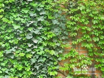 进阶技巧， 梅雨季喷矮壮素，用鱼线牵引