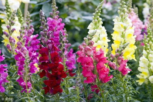 春天花开，土里种啥Zui适宜？