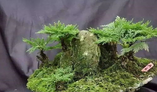 卷柏偏爱阴凉，喜肥沃土壤，打造阴生绿植新宠
