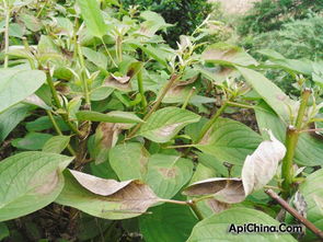 玫瑰花病虫害防治技术中，如何有效使用生物防治方法来减少化学农药的使用
