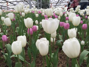 粉色郁金香的花盆搭配指南