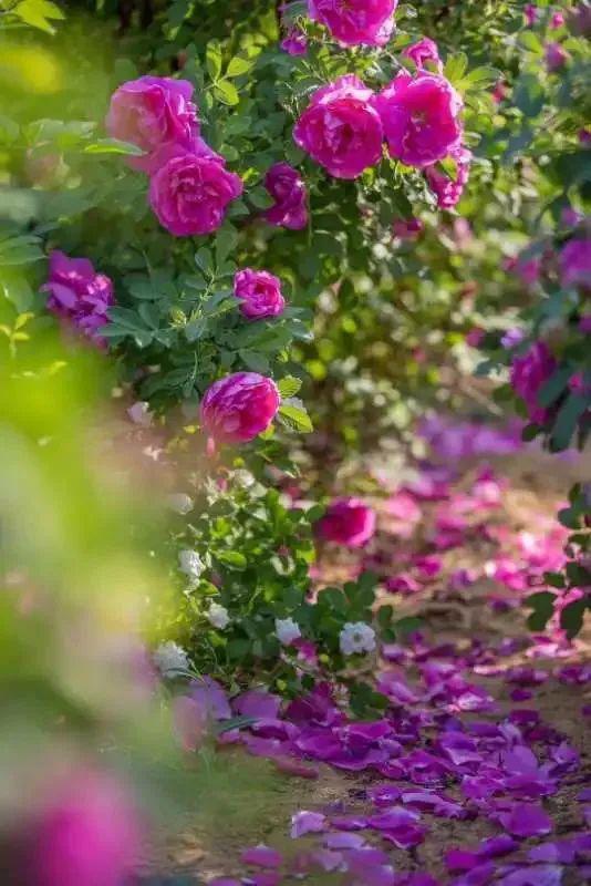 月季产业兴隆， 莱州虎头崖镇打造月季玫瑰风情小镇