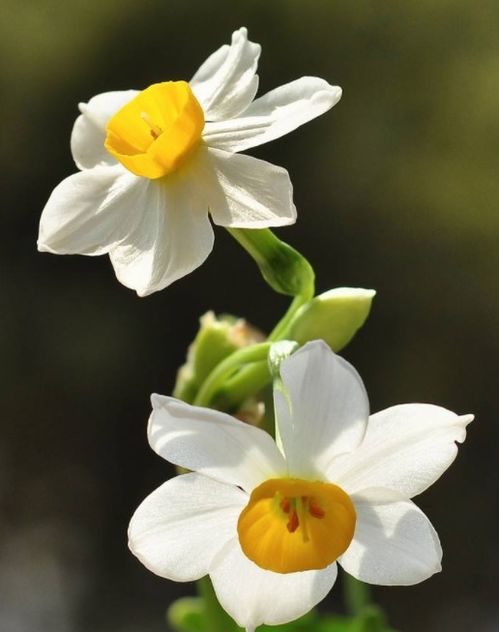 水仙球花如何种植？适合哪些土壤