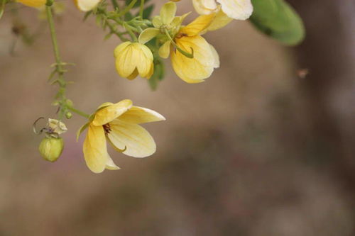 皂角刺：大自然的神秘礼物