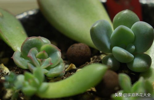 多肉葡萄叶插技巧，叶片裂口原因解析