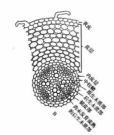 滴水观音根柱如何形成？其内部结构有何奥秘