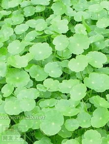 常见水生植物大揭秘，堪这里！