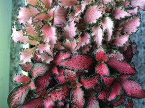 瑞士人窗台上的宠儿：天竺葵与矮牵牛