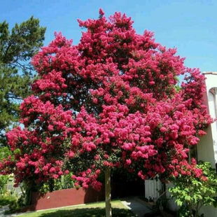 春季修剪：剪掉细弱枝，留下“小短腿”