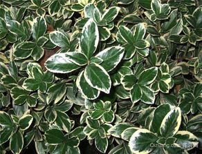 草本与木本，傻傻分不清楚？来堪堪这！