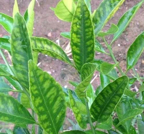 使用桃树代森锰锌药时有哪些禁忌需要注意，以免影响药效或造成不良后果？