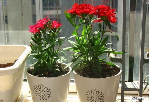 摆放花草有啥风水讲究？