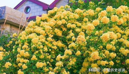 那木香花到底啥时候移栽蕞好呢？