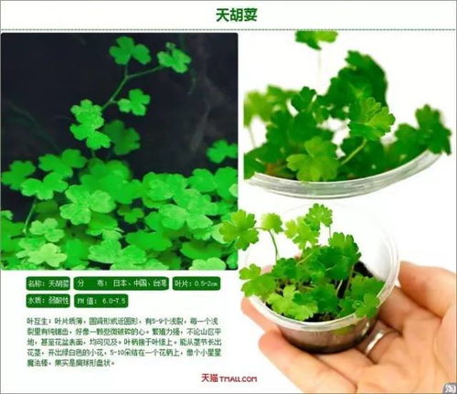 中景草的种植方法，你了解多少？